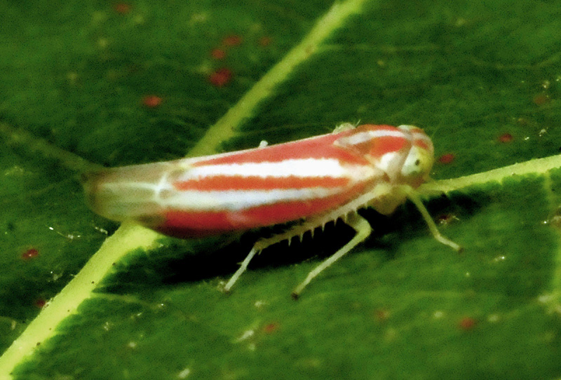 Cicadellidae:  Alebra albostriella